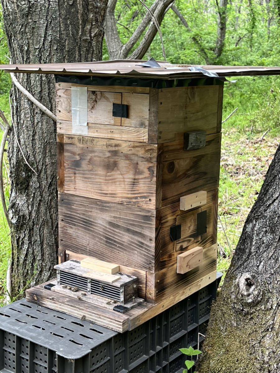 日本蜜蜂　分蜂群　重箱式巣箱付　長野県上田市現地引取限定になります。 8