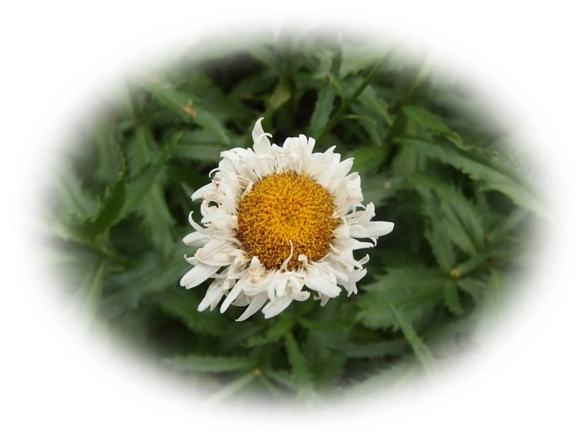 シャスターデージー　10粒　スノードリフト　クレイジーデージー　耐寒性多年草　5年自家採取　花が大好き_画像6