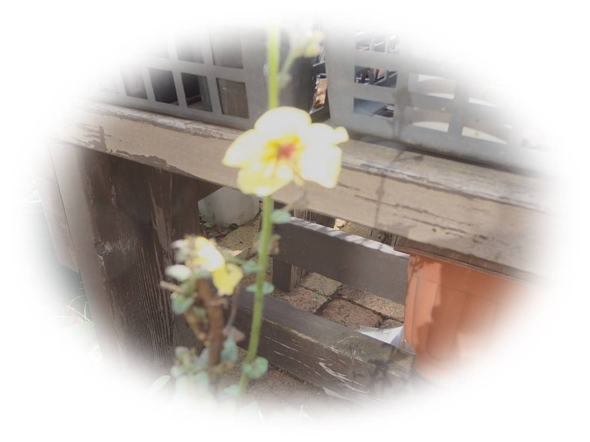 エサシソウ　黄色　60粒　江差草　キバナモウズイカ　バーバスカム　5年自家採取　種　花が大好き_画像5