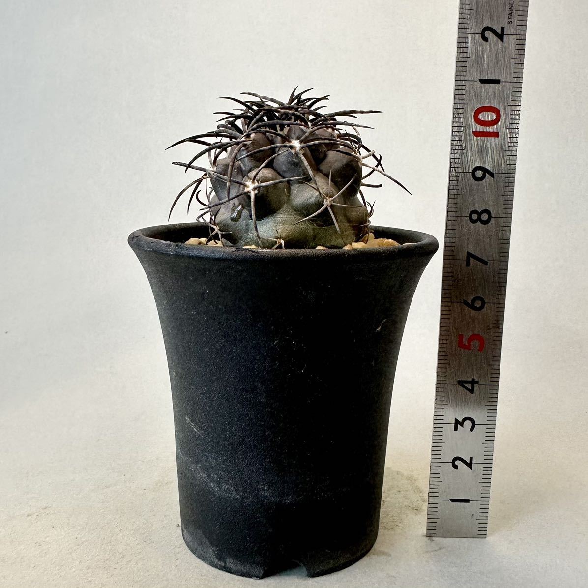 コピアポア グリセオビオラセア 実生 Copiapoa griseoviolacea