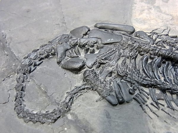 ☆1,000円～売切！☆ 恐竜の化石 三畳紀中期 ケイチョウサウルス
