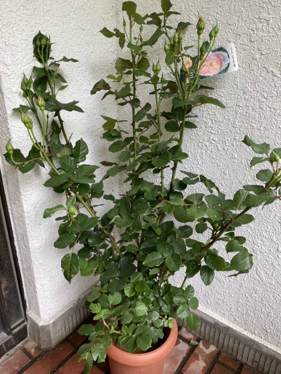 から厳選した トロワラス 薔薇 接木苗 バラ苗 花 植物/観葉植物