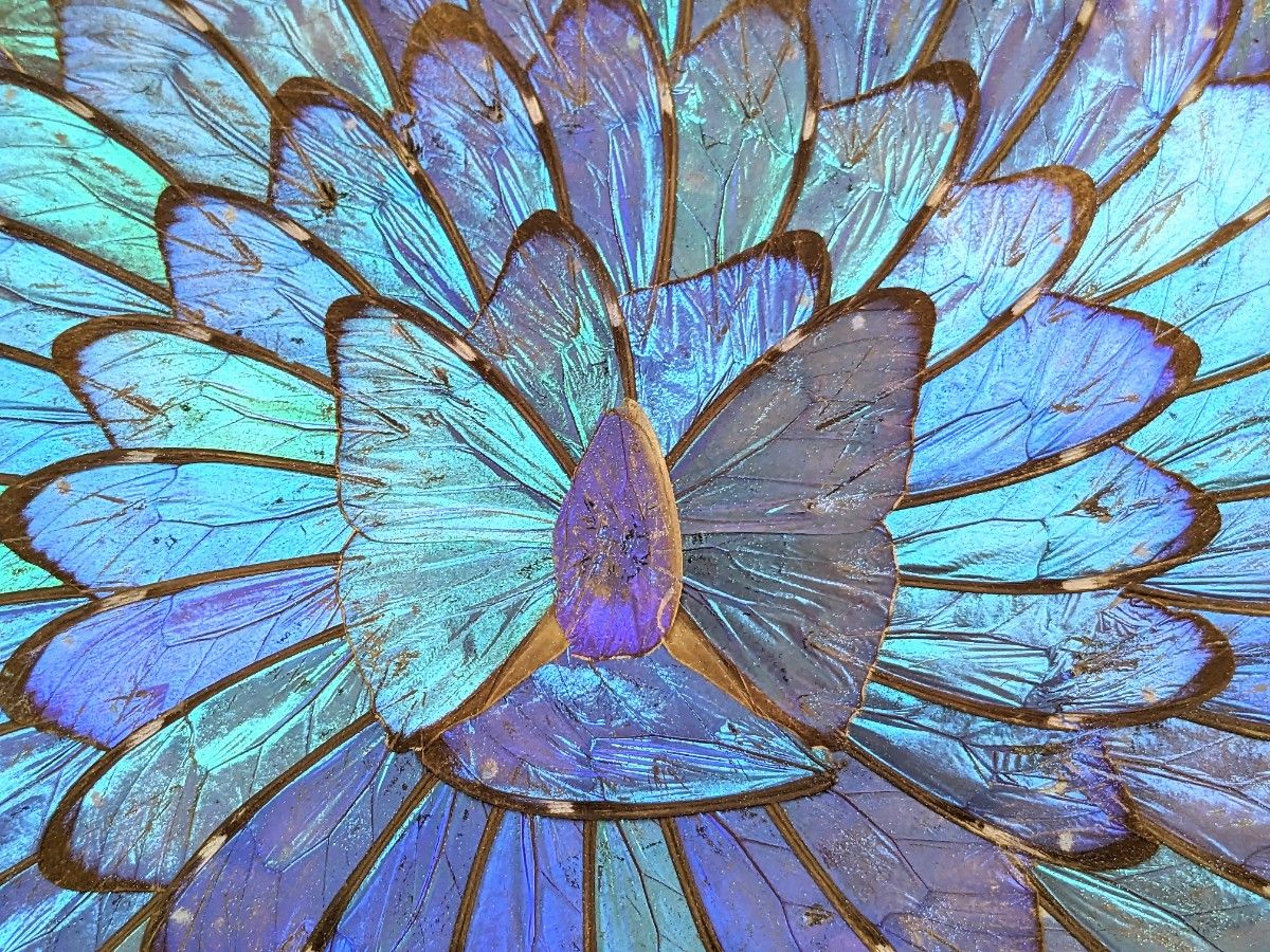 激安の モルフォ蝶 直径25cm 青い蝶 蝶羽根アート 壁掛け ブラジル製 羽根飾り皿 その他
