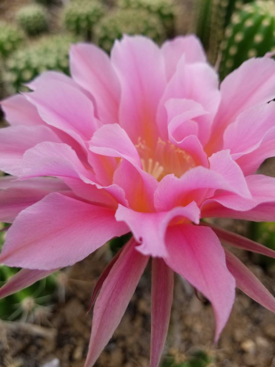 花サボテン・花紋丸交配(実生) 花サボテン・花紋丸交配(実生)