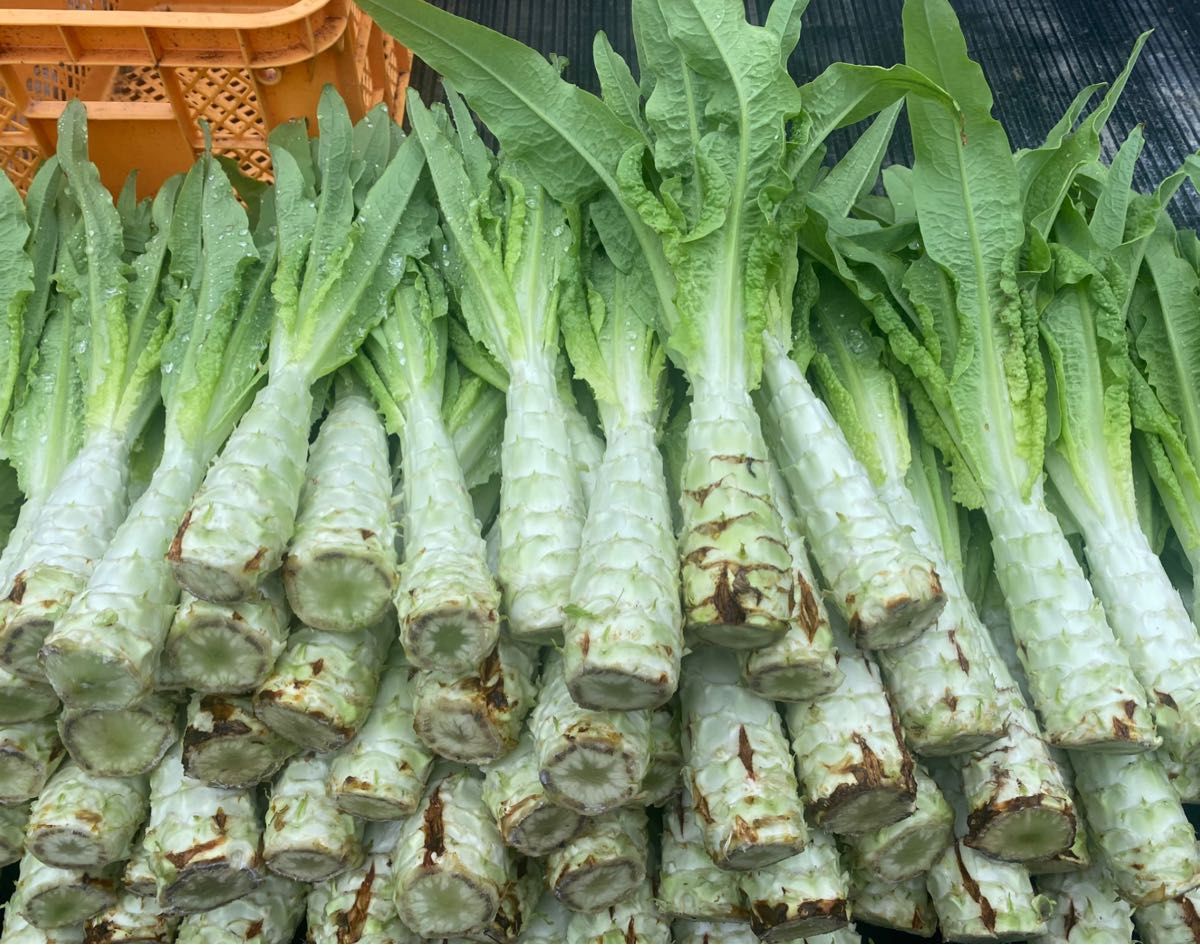 ブランド品専門の 徳島県産 無農薬 2kg以上｜Yahoo!フリマ ステムレタス 茎レタス 野菜