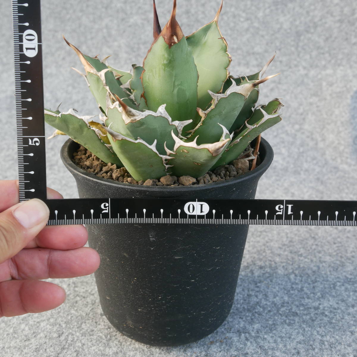 【鉢ごと発送】アガベ チタノタ オテロイ / Agave Titanota oteroi /2023-5-10-002の画像7