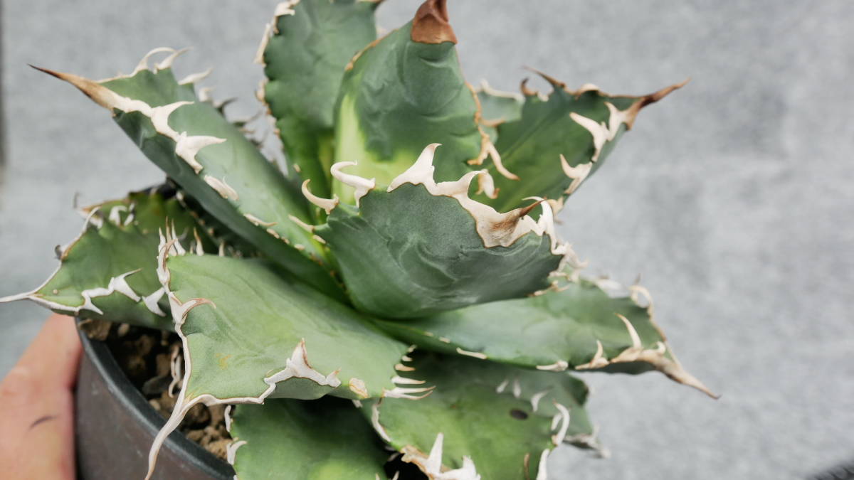 鉢ごと発送】アガベ チタノタ 夕映厳龍 / Agave Titano | JChere