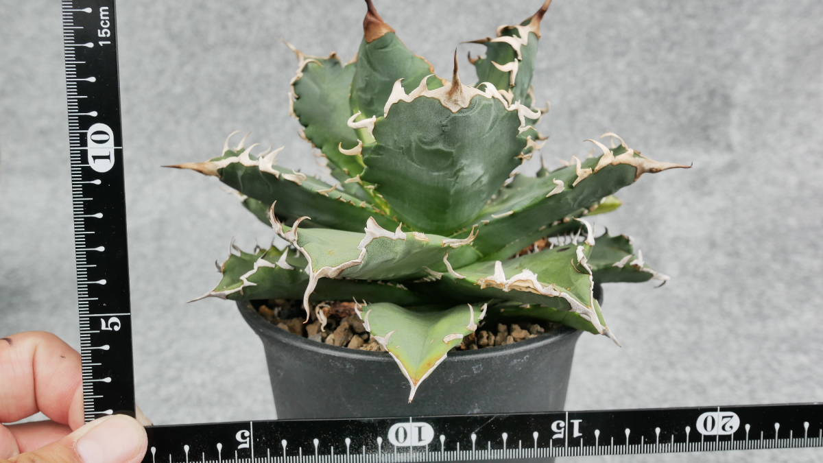 鉢ごと発送】アガベ チタノタ 夕映厳龍 / Agave Titano | JChere