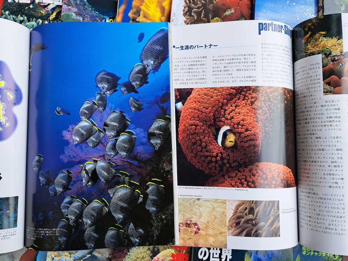 (BM013) マリンアクアリスト 15冊 (Marine Aquarist 月刊アクアライフ 海の魚の情報誌 海水魚 飼育 テトラ 水槽 繁殖 珊瑚 ラス クマノミ)_画像3