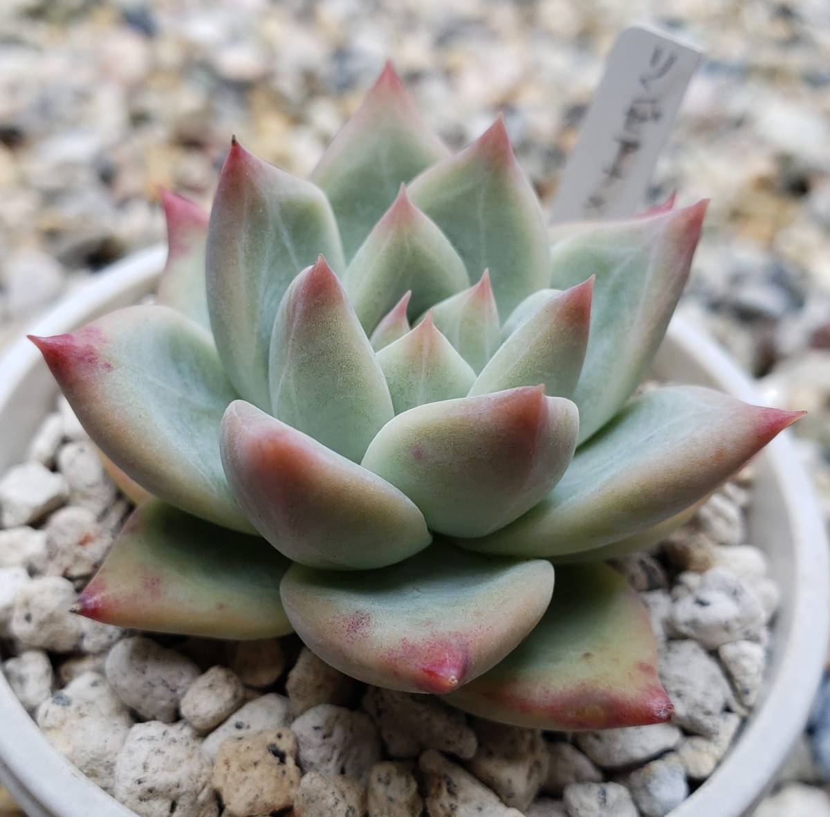 Yahoo!オークション - 多肉植物 エケベリア属 リンゼアナ Yahoo!オークション - 多肉植物 エケベリア属 リンゼアナ