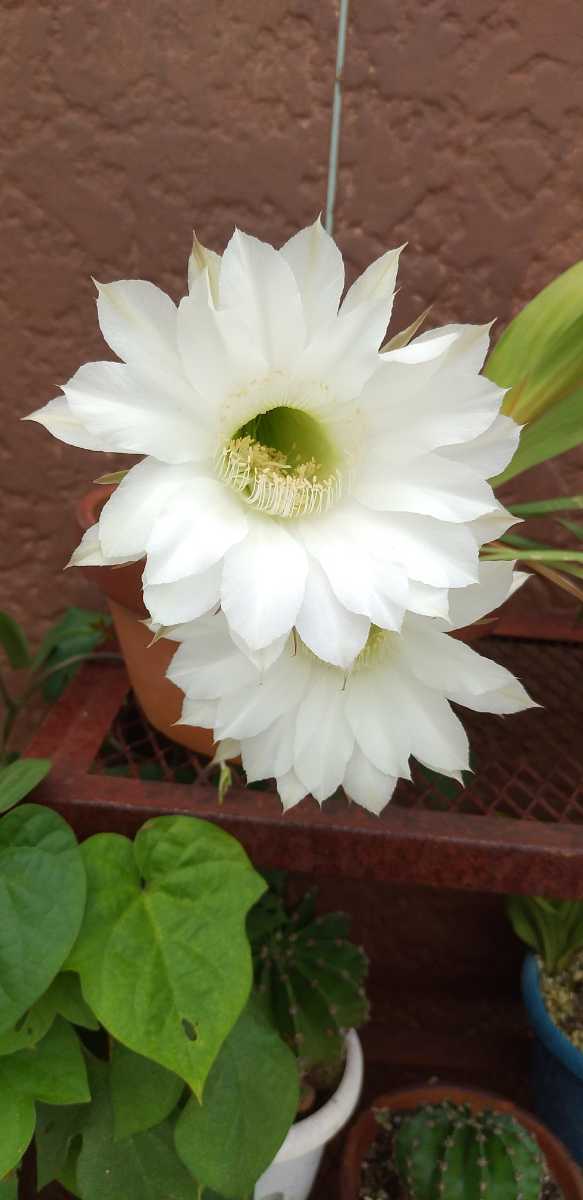 多肉植物　丸サボテン　花盛丸　エキノプシス属　白い大きな花　　送料込　_画像4