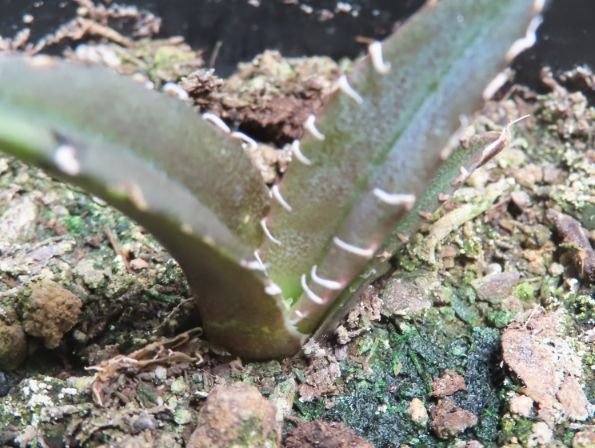 ワ011 「激レア高級品種】アガベ チタノタ 白鯨 植え【発根開始・多肉植物・超厳選極上子株・Agave Titanota White Whale】の画像9