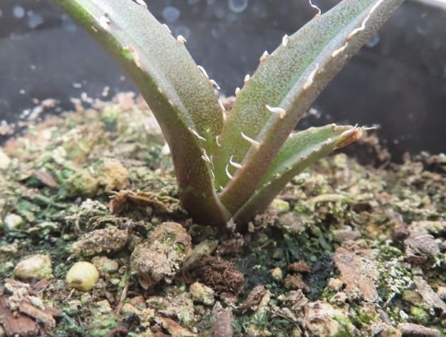 ワ011 「激レア高級品種】アガベ チタノタ 白鯨 植え【発根開始・多肉植物・超厳選極上子株・Agave Titanota White Whale】の画像1