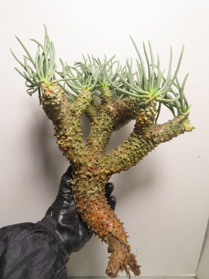 ロ3351 「塊根植物」チレコドン ワリチー 抜き苗【5/22最新到着 ロ3351 「塊根植物」チレコドン ワリチー 抜き苗【5/22最新到着