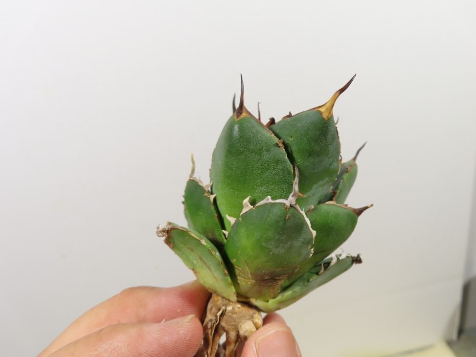 JSQ010039 「多肉植物」アガベ チタノタ ハデス 黒帝斯 抜き苗【Agave titanota Hades・恐竜牙歯・リュウゼツラン】の画像5