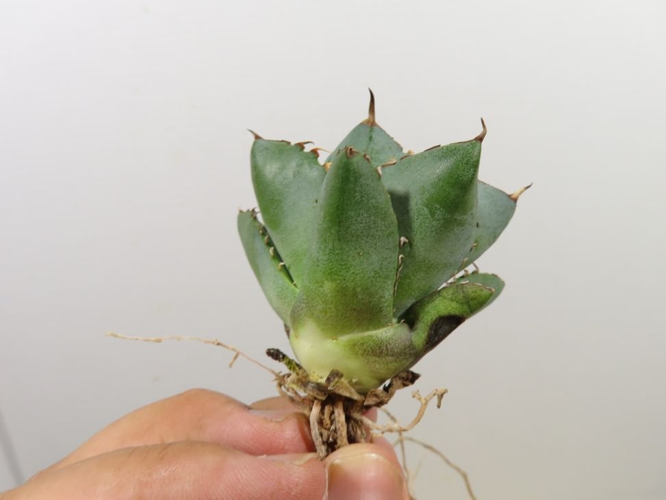 JSQ010021 「多肉植物」アガベ チタノタ フィリグリー 抜き苗【Agave titanota filigree・圓葉栂指・リュウゼツラン】の画像6