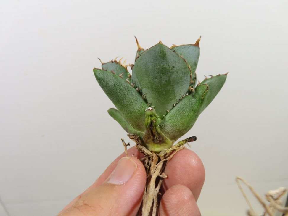 JSQ010021 「多肉植物」アガベ チタノタ フィリグリー 抜き苗【Agave titanota filigree・圓葉栂指・リュウゼツラン】の画像5