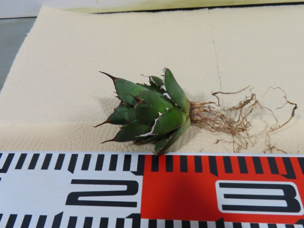 JSQ010039 「多肉植物」アガベ チタノタ ハデス 黒帝斯 抜き苗【Agave titanota Hades・恐竜牙歯・リュウゼツラン】の画像2