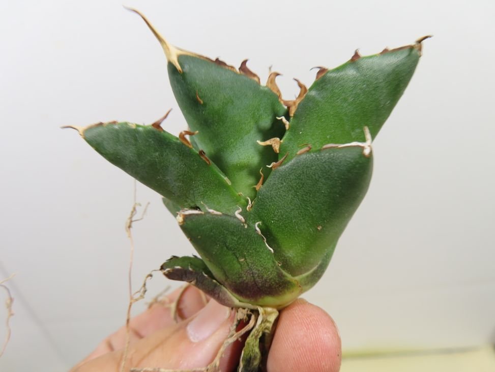 JSQ010038 「多肉植物」アガベ チタノタ ハデス 黒帝斯 抜き苗【Agave titanota Hades・恐竜牙歯・リュウゼツラン】の画像5