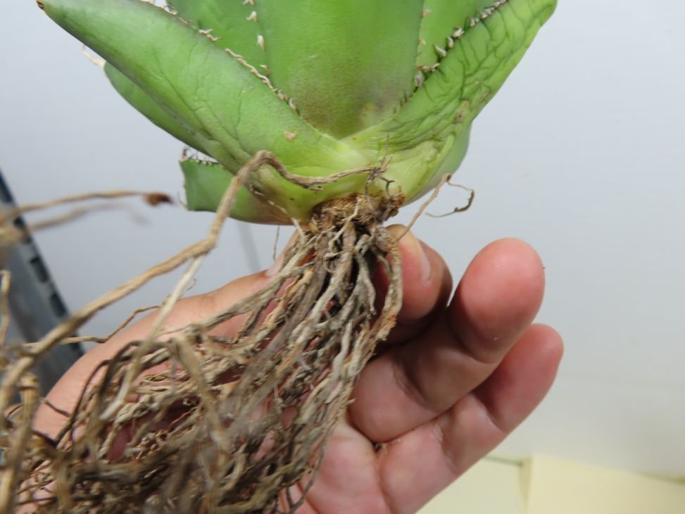 JSQ010854 「多肉植物」アガベ チタノタ 南覇王 抜き苗【Agave Titanota・リュウゼツラン・台湾アガベ】の画像8