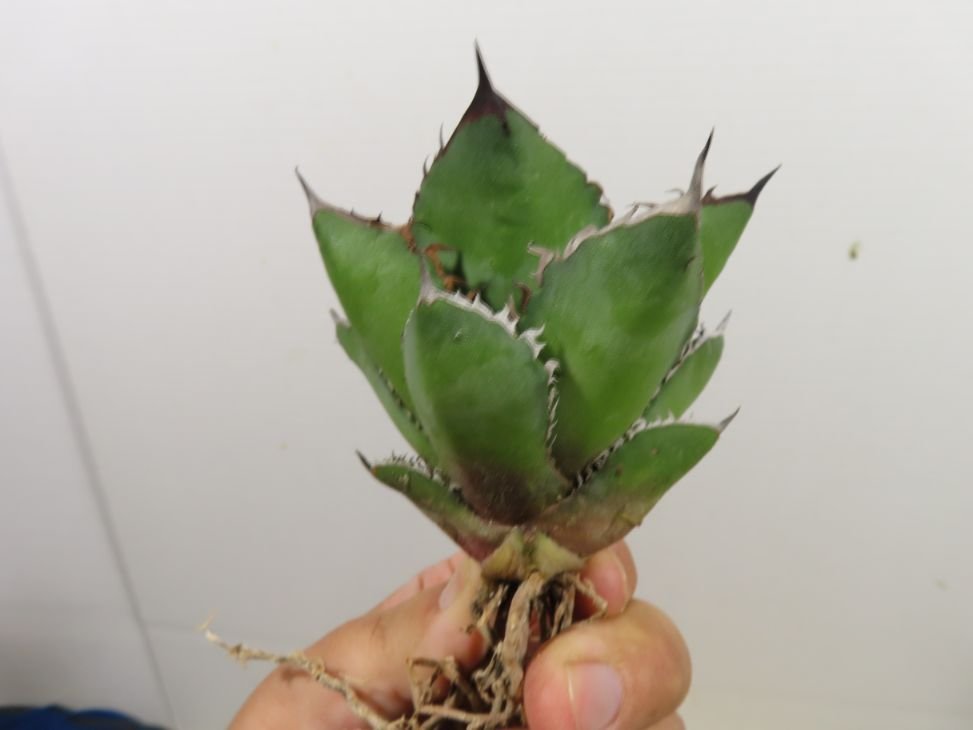 JSQ010853 「多肉植物」アガベ チタノタ 黒火 抜き苗【Agave titanota Black Fire・リュウゼツラン・黒火焔・台湾アガベ】の画像6