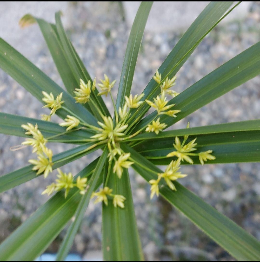 ☆ 水質浄化に ☆ シュロガヤツリ 2年目株 ☆ 1株 【湿性植物】 | www