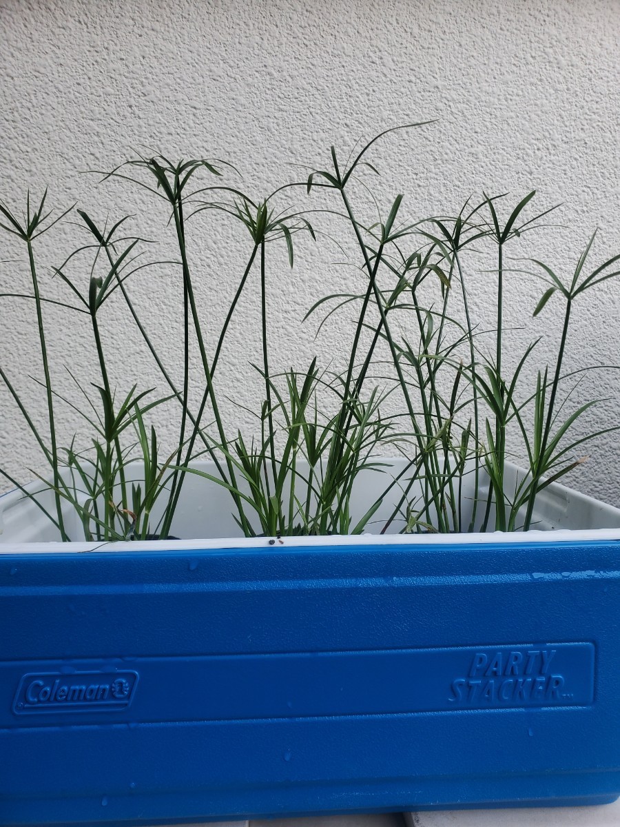 ☆ 水質浄化に ☆ シュロガヤツリ 2年目株 ☆ 1株 【湿性植物】 | www