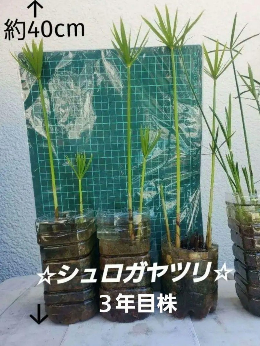 ☆ 水質浄化に ☆ シュロガヤツリ 3年目株 ☆ 1株 魚、水草 | hnd.com.pk
