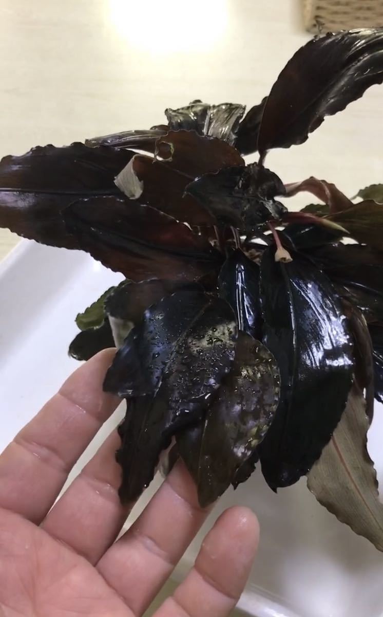 Bucephalandra sp Deep Purple from kapuas 【AZ1011-XX Bucephalandra sp Deep Purple from kapuas 【AZ1011-XX