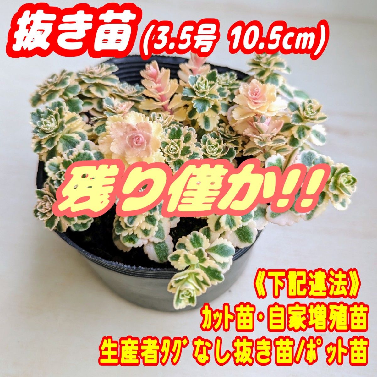 超美苗 【抜き苗】アトランティス 多肉植物 セダム 紅葉 超美苗 【抜き苗】アトランティス 多肉植物 セダム 紅葉