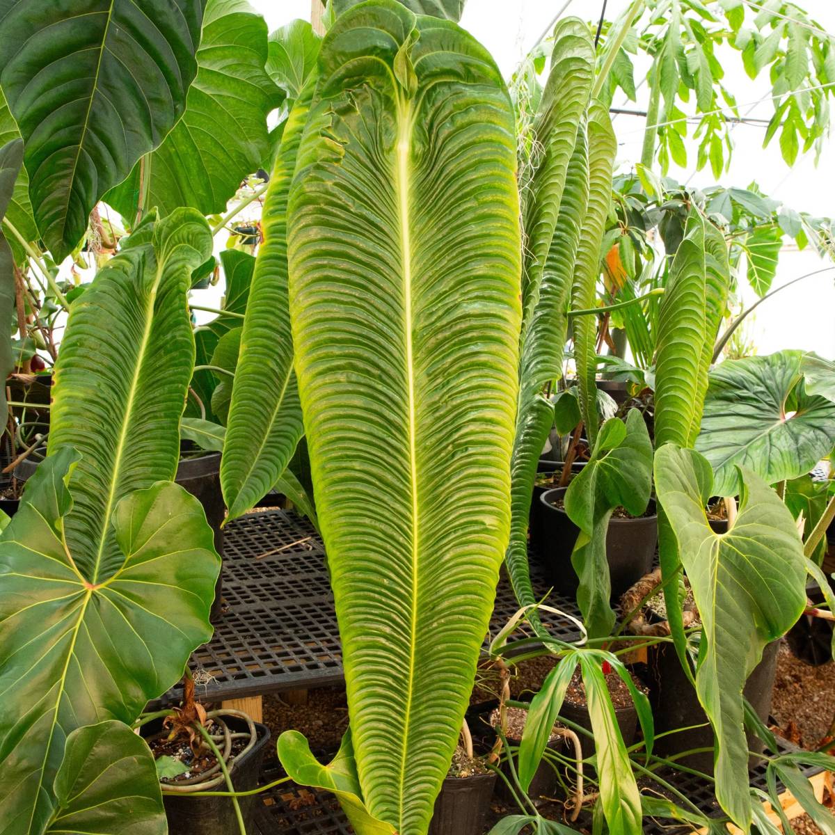アンスリウムの ベイチー ナローフォーム | Anthurium veichii narrow