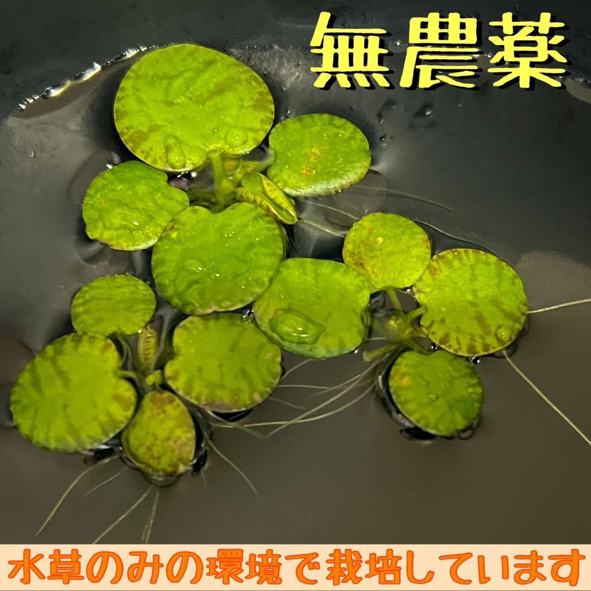 サルビニアククラータ ドワーフアマゾンフロッグピット 水草 浮草 産卵床 通販 水草 浮草 ドワーフアマゾンフロッグピット アナカリス 産卵床