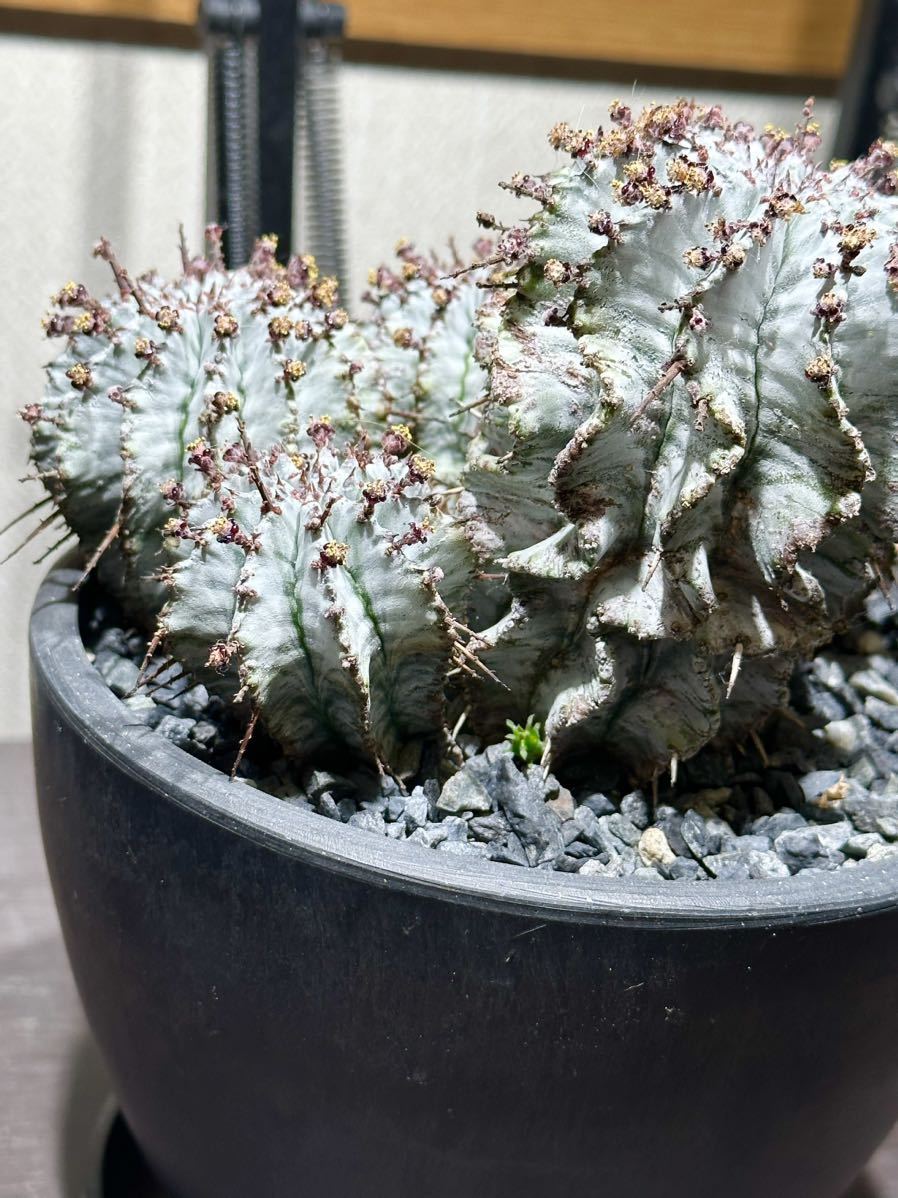 ユーフォルビア 白衣ホリダ ホリダ 多頭群生株 塊根植物 ユーフォルビア 白衣ホリダ ホリダ 多頭群生株 塊根植物