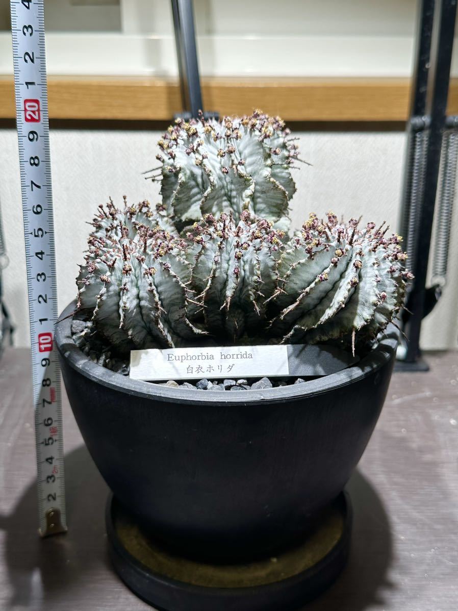 ユーフォルビア 白衣ホリダ ホリダ 多頭群生株 塊根植物 ユーフォルビア 白衣ホリダ ホリダ 多頭群生株 塊根植物