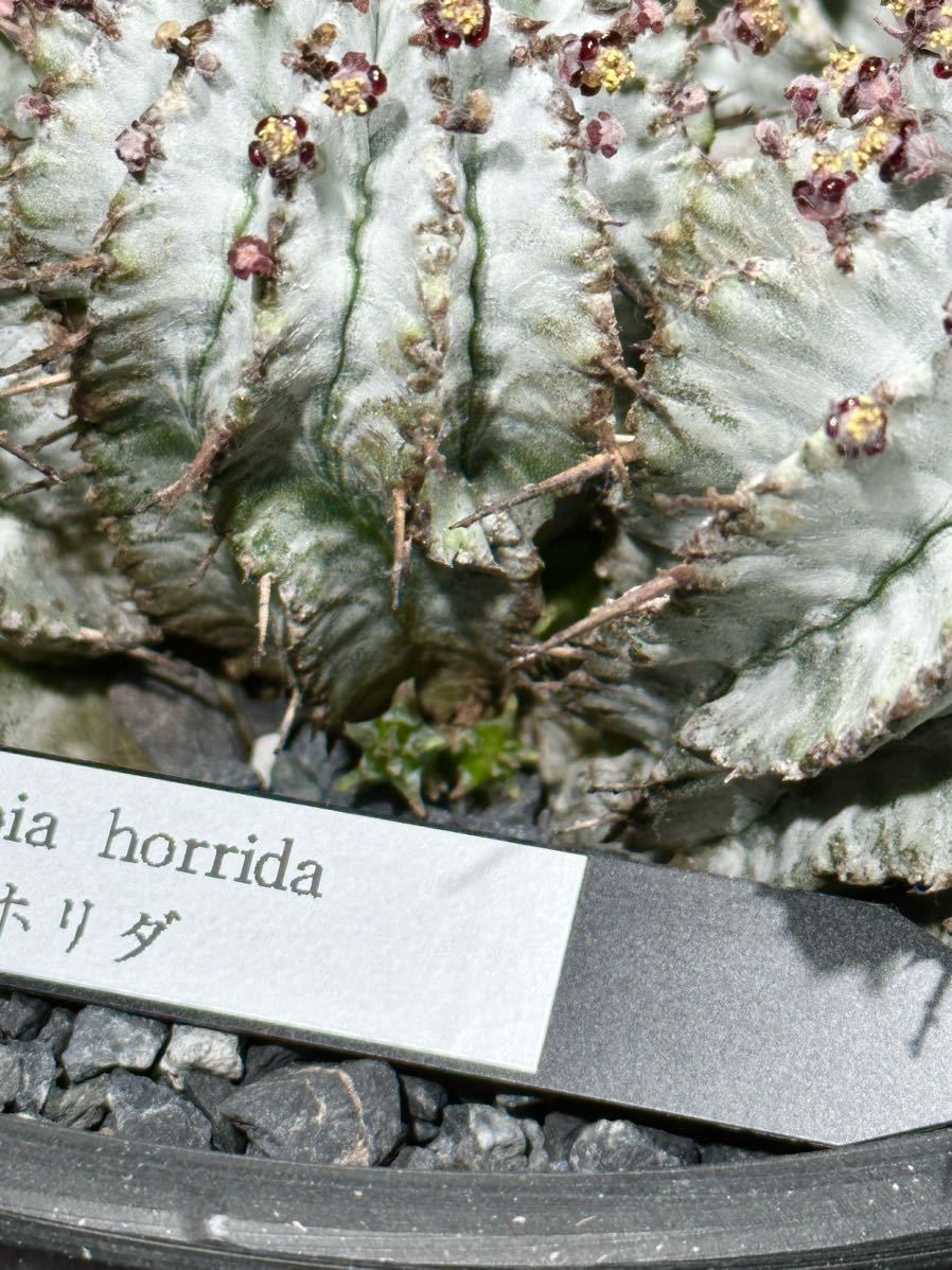 ユーフォルビア 白衣ホリダ ホリダ 多頭群生株 塊根植物 ユーフォルビア 白衣ホリダ ホリダ 多頭群生株 塊根植物