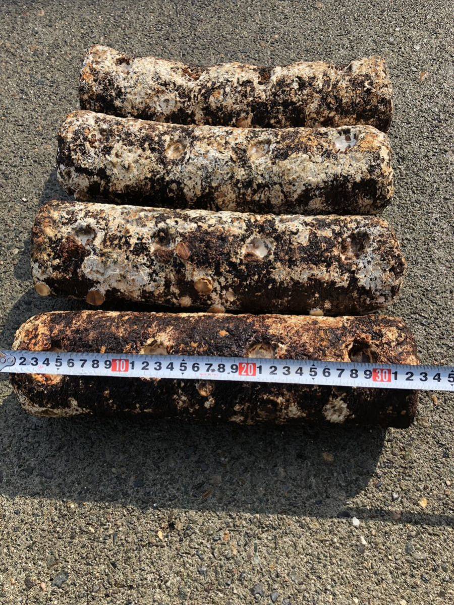 特別オファー カブトムシクワガタ菌床昆虫マット ‼️栄養補給