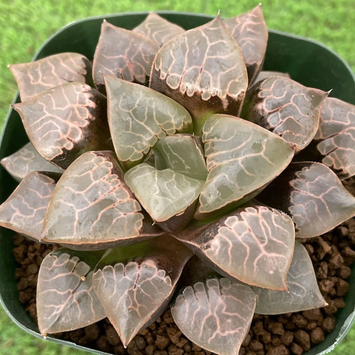≧∇≦)多肉植物 ハオルチア コレクタ 火鳳凰 simmons.belem.br