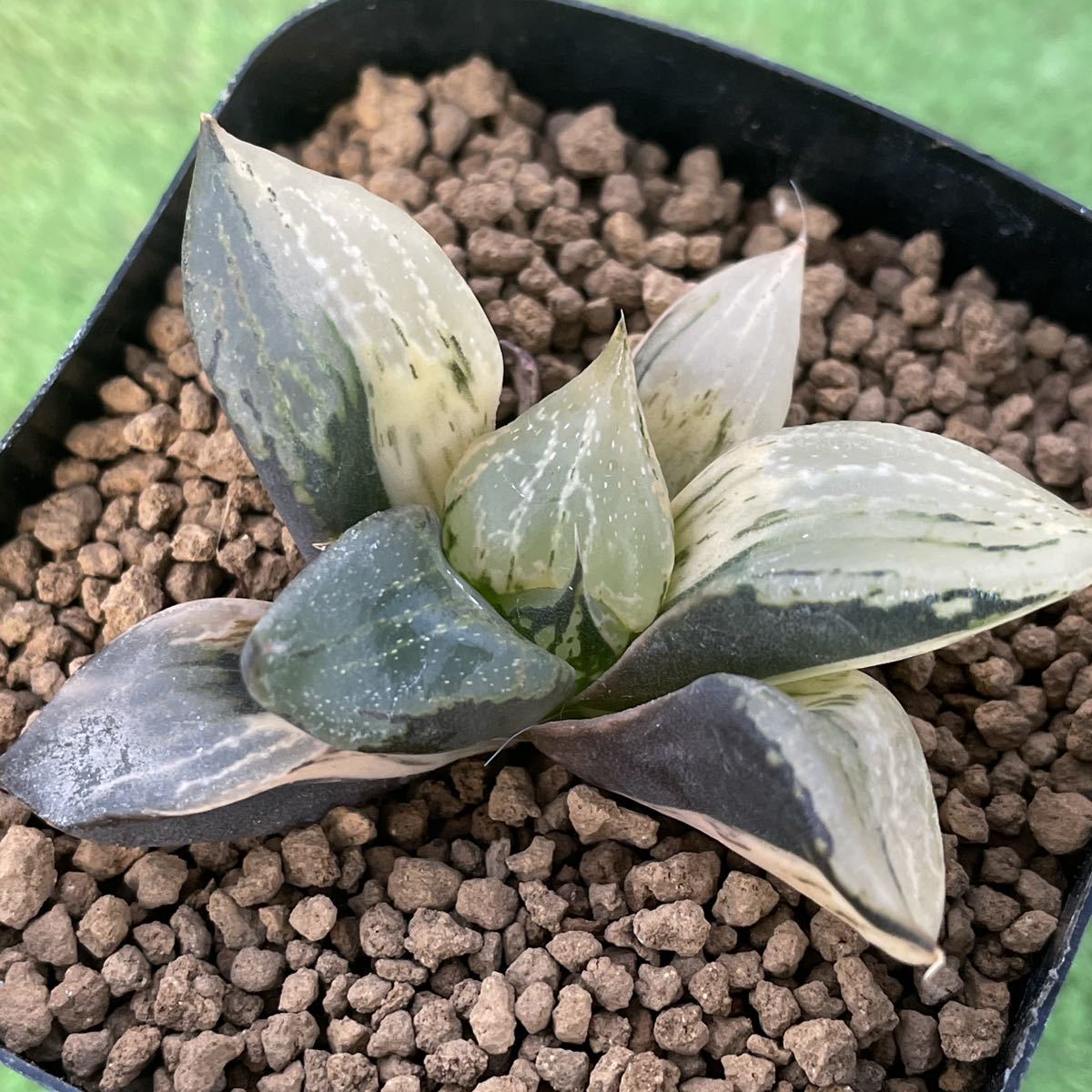 ≧∇≦ 多肉植物 ハオルチア 裏般若錦(サボテン)|売買された