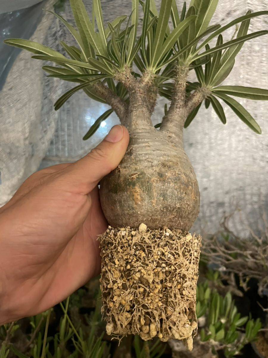 1円スタート 発根済み 種鞘付き 】 パキポディウム グラキリス 1円スタート 発根済み 種鞘付き 】 パキポディウム グラキリス