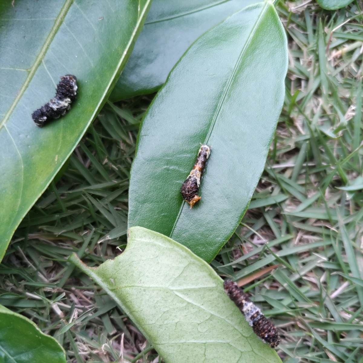 スダチの葉;アゲハ蝶の幼虫の餌