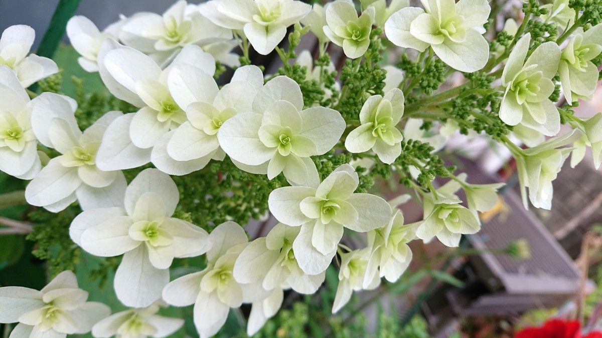 柏葉紫陽花挿し穂2本 | www.fraynacho.com