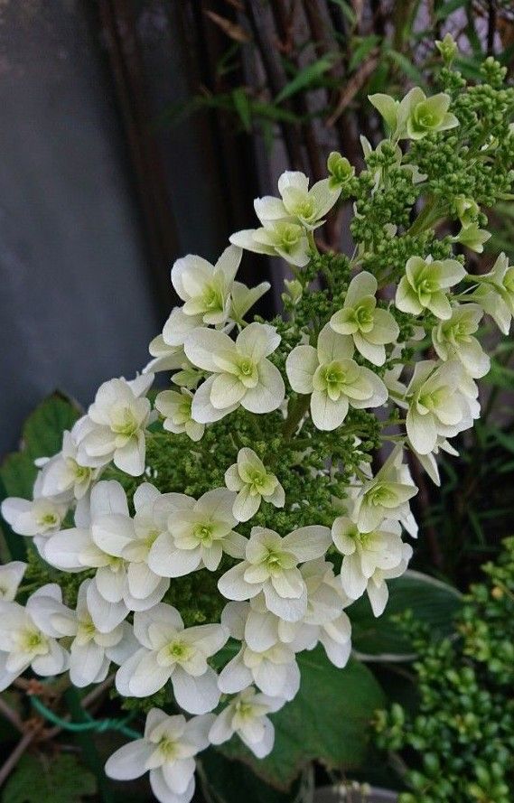 柏葉紫陽花挿し穂2本 | www.fraynacho.com