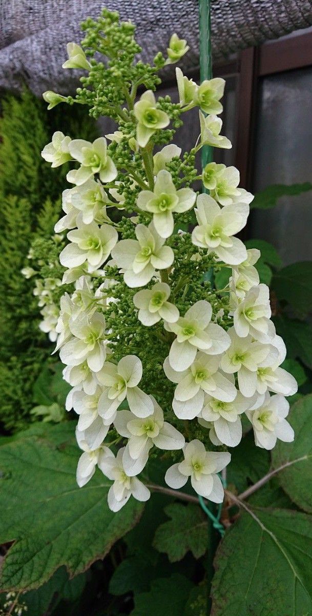 柏葉紫陽花挿し穂2本 | www.fraynacho.com