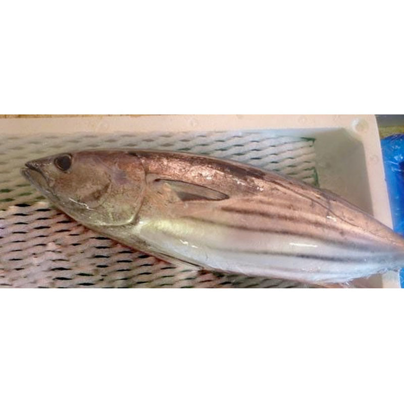 千葉勝浦産 カツオ 1尾(約1.5~2.5kg) 鰹 かつお 期間限定特売 千葉勝浦産 カツオ 1尾(約1.5~2.5kg) 鰹 かつお 期間限定特売