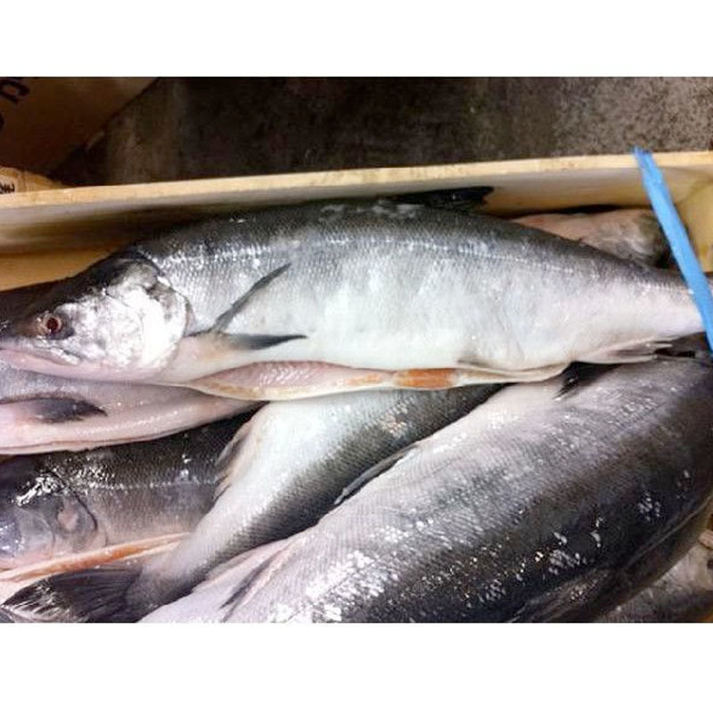  hour salmon freezing 1 tail approximately 2kg rom and rear (before and after) keta Hokkaido production .. car ke...