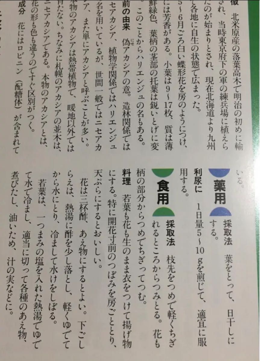 ◇シーズン終了◇ニセアカシアの花 ネコポスいっぱい 山野草