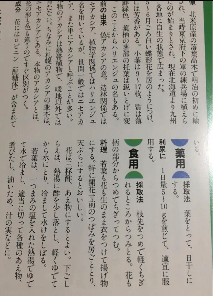◇シーズン終了◇ニセアカシアの花 宅急便コンパクトいっぱい 山野草