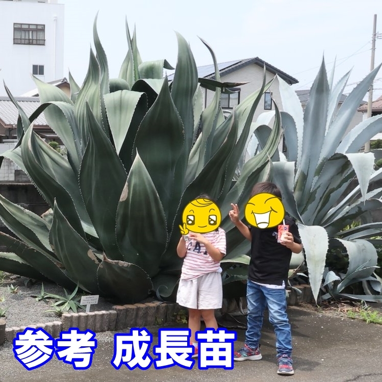 △▽□龍香堂□ 和田(ほーたん)白玉小型急須64mm即決△▽ △▽□龍香堂□ 和田(ほーたん)白玉小型急須64mm即決△▽
