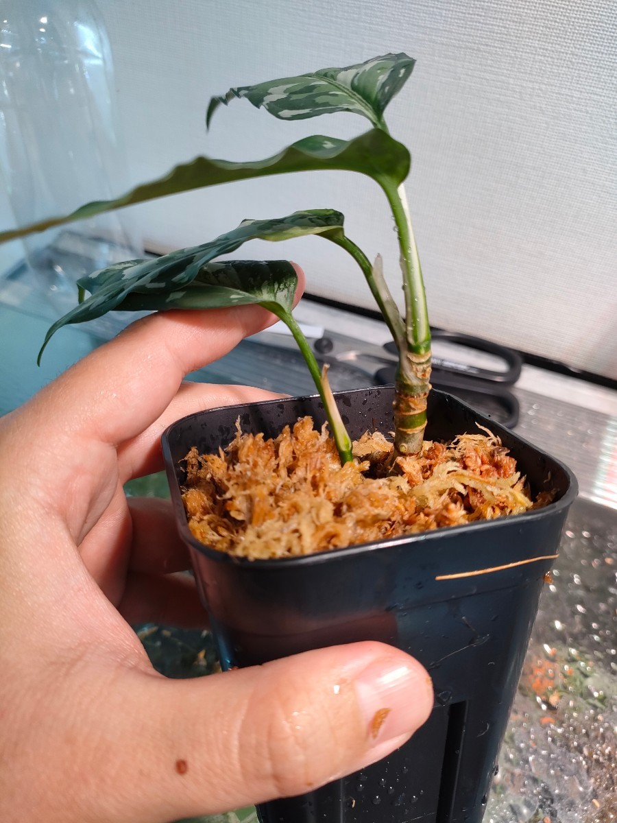 子株付き!!美麗銀2色!!アグラオネマ ピクタム Aglaonema-