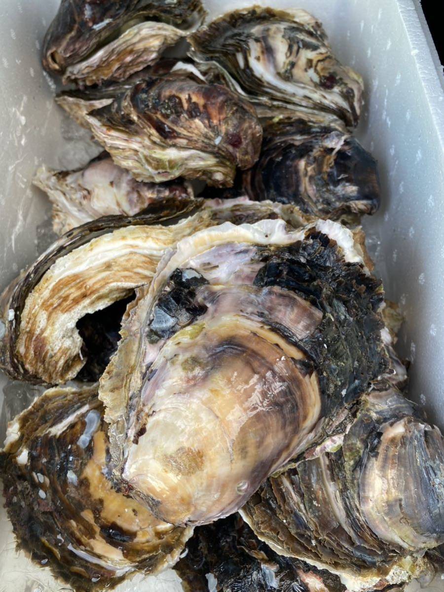 神谷漁港産特大超美品プレミアム天然岩牡蠣50kg 5/15 発送分。希望到着指定時間連絡お願いします。